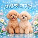 곱슬강아지 | 청송토이푸들분양 찾다 보면 결국 이 기준으로 보게 됩니다