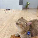 캣카페 집사의하루 분당점 이미지