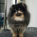 스타릿(starlit) 이미지