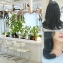 237헤어샵(237Hair#) | 강남구청역미용실, 아뉴헤어 : 프라이빗룸 안마의자에서 받은 프리미엄 헤어 모발클리닉 강남미용실헤어...