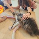 냥꿀냥꿀 이미지