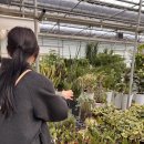 상춘꽃농원 이미지