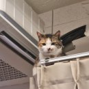 다락방 모모 | 전주 전북대 카페 모모의 다락방 고양이 카페 후기 솔직 리뷰