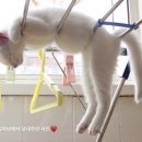 신용정육점 이미지