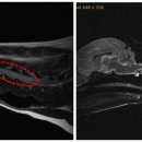 천안24시스카이동물메디컬센터 이미지