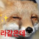 메종메르미누
