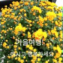 장성황룡강노란꽃잔치 축제장3 이미지