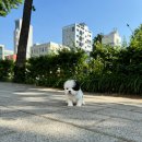 백옥축산 | 포차코 강아지, 파티 말티푸 분양