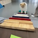 도그유토피아 살롱 이미지