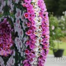 무궁화 꽃이 피었습 이미지