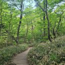 윗세오름 | 한라산 철쭉 6월 절정! 영실~윗세오름 등산 코스 후기
