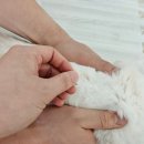 레볼루션 | 😻 고양이 심장사상충약 레볼루션 내돈내산 후기 🐾