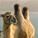 낙타 이미지