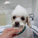 펫피파니 이미지