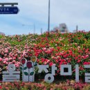북부운수(주) | 아직 안 늦었다! 2026 서울 중랑 장미축제 후기, 5월 가볼만한 곳 꽃축제 추천!