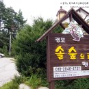 경포솔숲으로펜션
