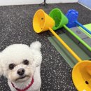 디오네 도그케어 살롱 | 전주 애견유치원 &#39;포롱도그&#39; Dog PT &lt;코어운동&gt;