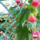 입춘허브