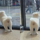 비어플독