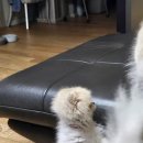 강남동물의료센터 이미지