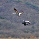 재인폭포와 두루미 이미지