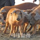 돈다산농장 이미지