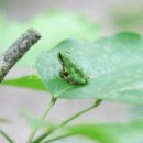 청개구리 이미지