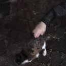 다비치사 이미지