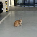 동해의아침펜션 | [묵호숙소] 동해바다담스파풀빌라펜션 203호 후기 1인2인 오션뷰 감성숙소 추천