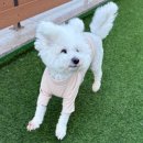 퍼피야놀자 이미지