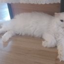 빈센트 게스트하우스