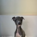 김해 강아지분양 고양이분양 도그하우스 대성점 이미지