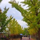 인천 드림파크 야생화 단지...국화축제 이미지