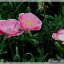양귀비꽃 의 꽃말과 전설 이미지