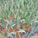 대왕농장1 이미지