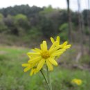 축령산 이미지