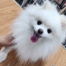 미모아애견 이미지