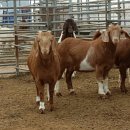 슈퍼염소농장 이미지