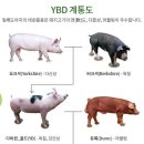 금돼지 이미지