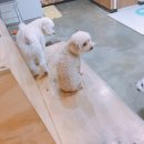 차르도르 애견카페 이미지