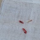 김동물병원 | 군산 내흥동 봄봄동물병원 후기 | 노견 강아지 건강검진 &amp; 스케일링 내돈내산 후기