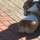 2023 청도 펫티켓 문화콘서트 이미지