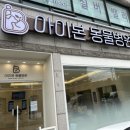 서울동물병원 믿을만한 안과전문점 아이본 동물병원