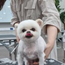 부산펫(주) 이미지