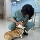 온새동물의료센터 이미지