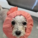 하떼하떼 이미지