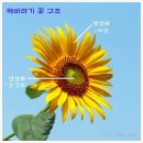 그림책 소품 공방 | [제주/공방] 서귀포 '뮤즈버튼' 미술 원데이 클래스🎨｜성인 취미 미술 &amp; 데이트 코스 (제주 풍경 그림)