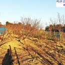 칠포농장 이미지