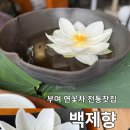 백제향 | 부여💚 전통찻집 백제향 새벽연꽃차 후기