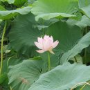 구미중앙로45길 | 경북 구미, 금산할매삼계탕